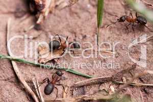 Red European Forest Ants Formica rufa