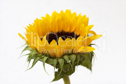 Sunflower blossom Helianthus annuus