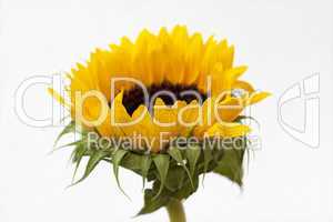 Sunflower blossom Helianthus annuus