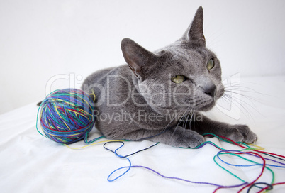 Portrait of a Russian Blue Cat