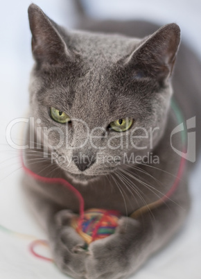 Portrait of a Russian Blue