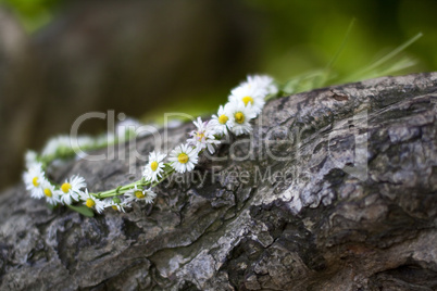 Blumenkranz aus Gänseblümchen