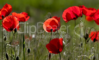 Mohnblüten Papaver rhoeas