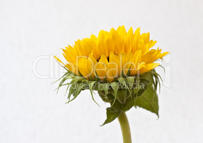 Sonneblume Helianthus annuus