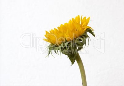 Sonnenblume Helianthus annuus