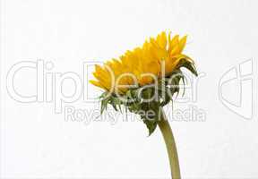 Sonnenblume Helianthus annuus