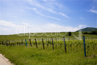 Weinberge in Deutschland, Rheinland-Pfalz, im Frühling