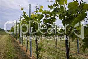 Weinberge in Deutschland, Rheinland-Pfalz, im Frühling