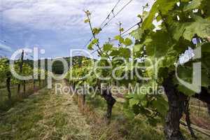 Weinberge in Deutschland, Rheinland-Pfalz, im Frühling