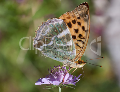 Schmetterling auf Blume