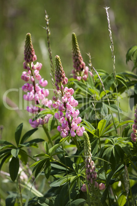 Lupine Lupinus polyphyllus