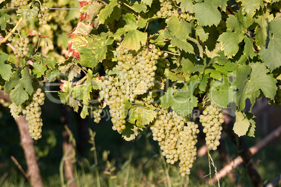 Weinberge in Rheinland-Pfalz im Sommer