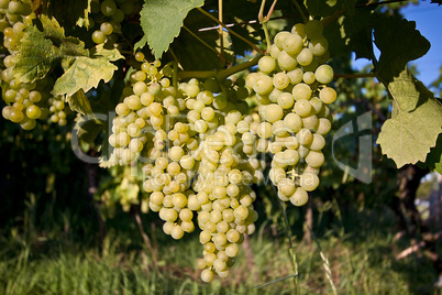 Weinberge in Rheinland-Pfalz im Sommer