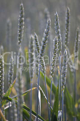 Weizenfelder im Frühsommer