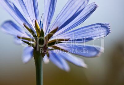 Gewöhnliche Wegwarte Cichorium intybus