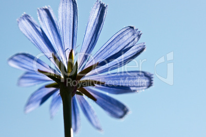 Gewöhnliche Wegwarte Cichorium intybus