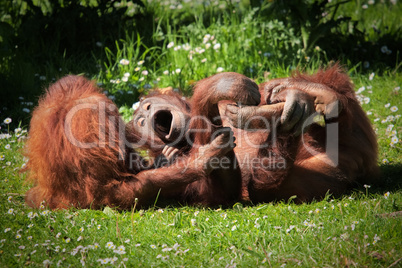 2 Orangutans at play