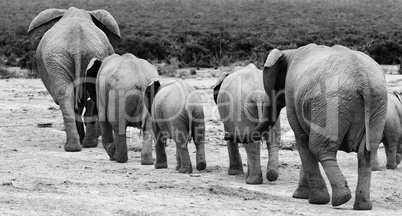 Elephant herd