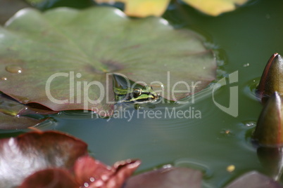 Frosch unter Teichrosenblatt