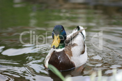 Ente im Wasser