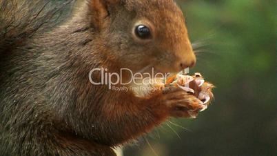 Eichhörnchen beim Essen