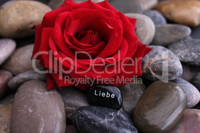 Rote Rose auf Kieselsteinen
