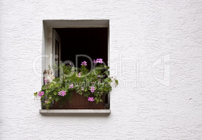 Old Windows and Shutters