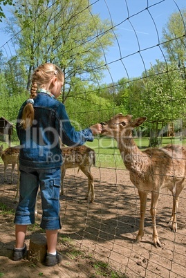 Kind füttert Rehe