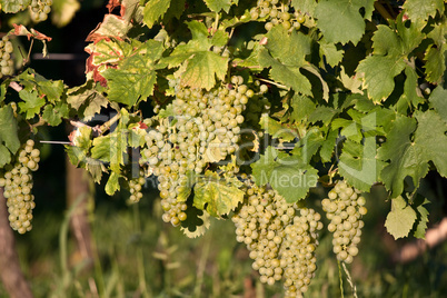 Weinberge in Deutschland, Rheinland-Pfalz, im Sommer