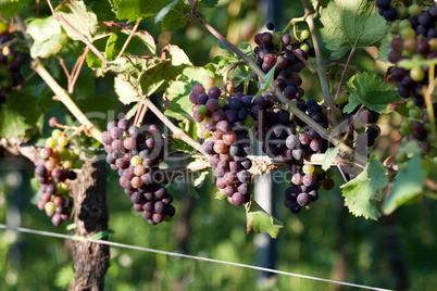 Weinberge in Deutschland, Rheinland-Pfalz, im Sommer