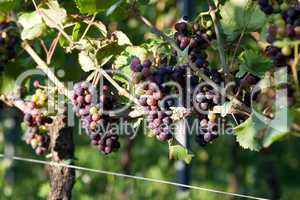 Weinberge in Deutschland, Rheinland-Pfalz, im Sommer