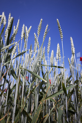 Weizenfelder im Frühsommer