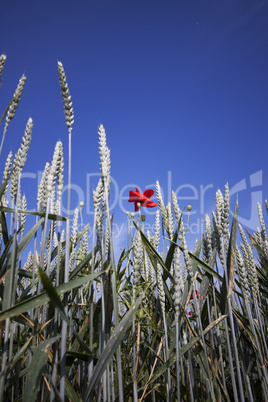 Weizenfelder im Frühsommer