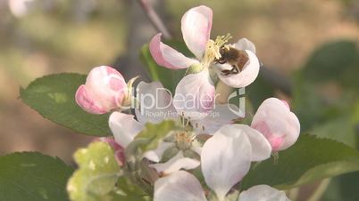 bee pollinates apple blossom