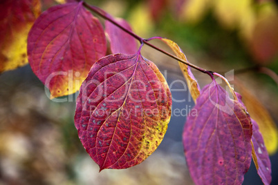 Herbstliche Blätter