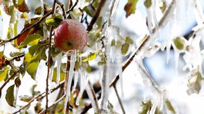 Apple frozen on tree
