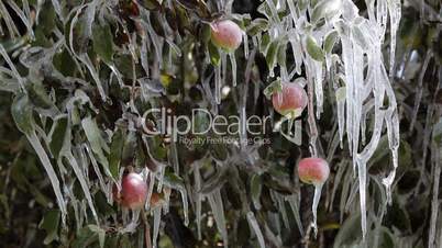 Apple frozen on tree