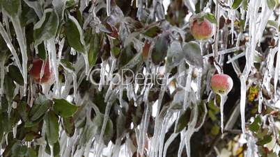 Apple frozen on tree