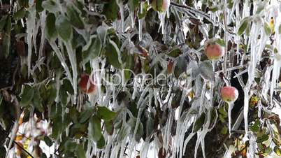 Apple frozen on tree