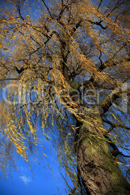 Herbstlicher Baum