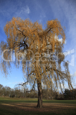 Herbstlicher Baum