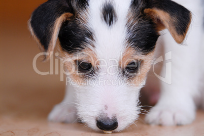 Jack Russel Terrier Welpe