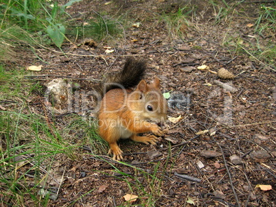 Squirrel in the forest