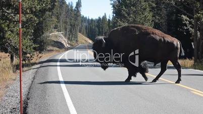 Bison buffalo