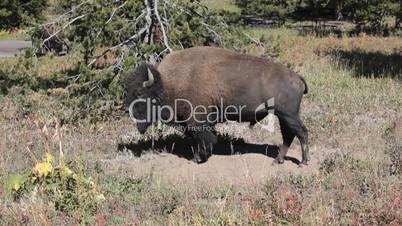 Bison buffalo