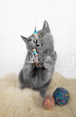 Russisch Blau Katze