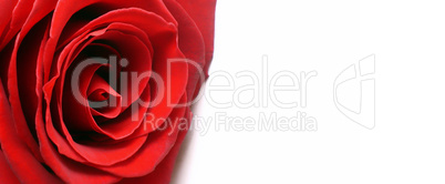 White background with red rose