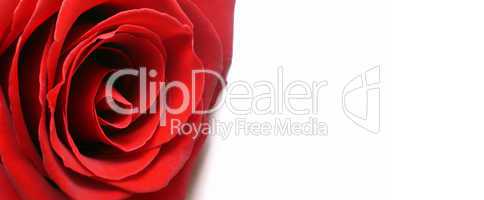 White background with red rose