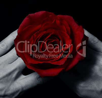 Red roses in hand
