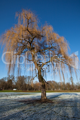 Baum im Winter